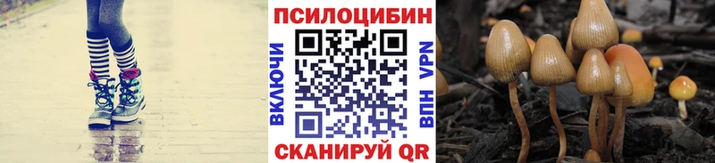 Псилоцибиновые грибы GOLDEN TEACHER  где купить наркотик  Чкаловск 